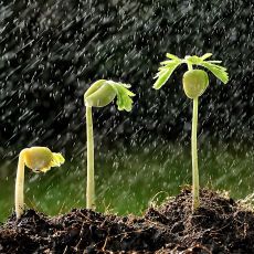Beneficios de la lluvia para sus cultivos