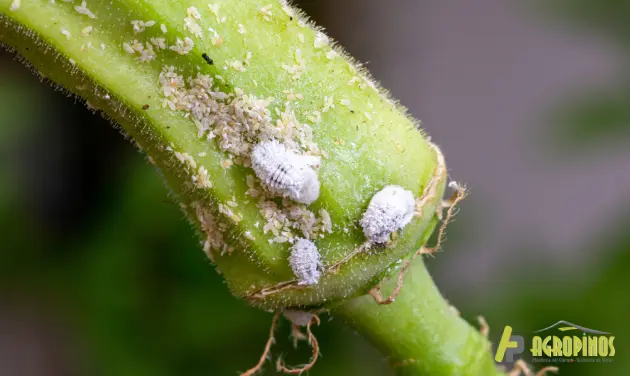 Control biológico de plagas en agricultura protegida Especies de plagas en agricultura