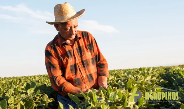 Importancia de las herramientas manuales agrícolas en la productividad del campo Campesino