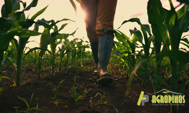 Técnicas y herramientas clave para mejorar la productividad agrícola Productividad agrícola