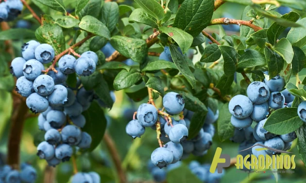 Cultivo de arándanos: técnicas de riego y usos de sustrato Cultivo de arándanos