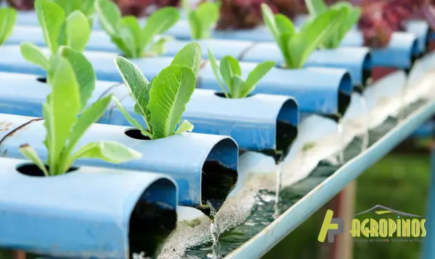 Cultivo hidropónico