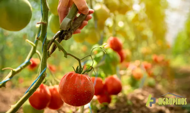 Cultivo de tomates