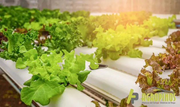 Cultivos verticales en invernadero Agricultura vertical