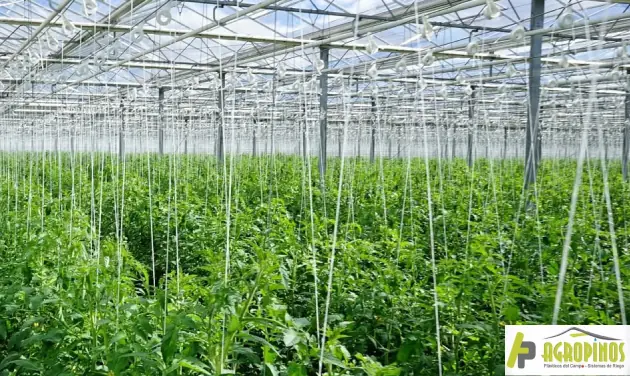 Tutoreo en la produción agrícola