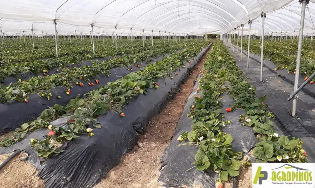 Guía técnica para producir con calidad y estabilidad