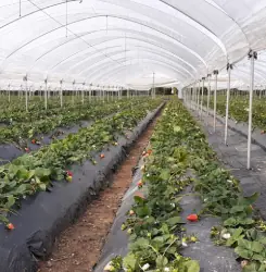 Guía técnica para producir con calidad y estabilidad