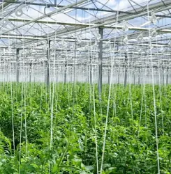 Tutoreo en la produción agrícola