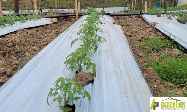 Claves para el control de malezas y conservación del suelo Plástico acolchado