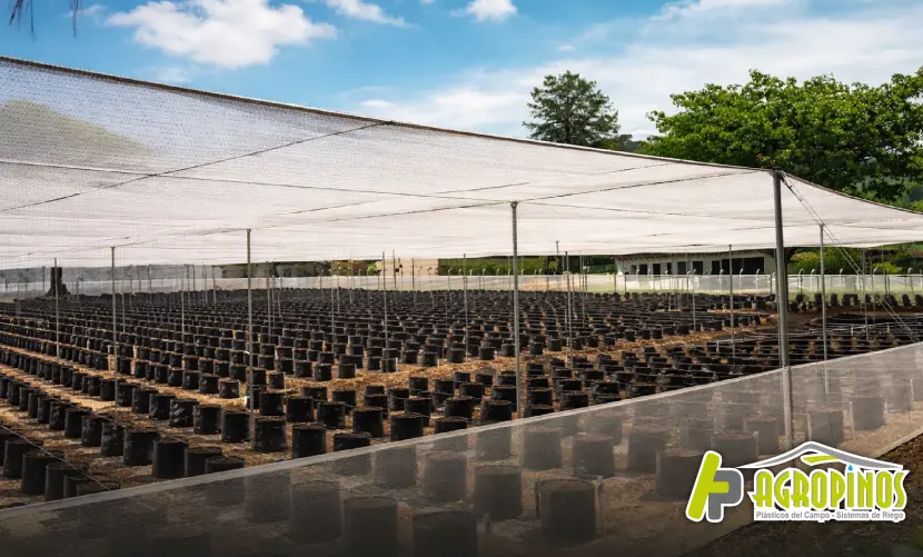 Malla agrícola protegiendo cultivos en un invernadero contra insectos, pájaros y granizo
