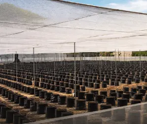 Malla agrícola protegiendo cultivos en un invernadero contra insectos, pájaros y granizo