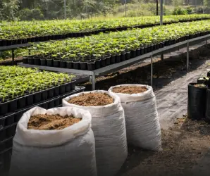 Vivero agrícola