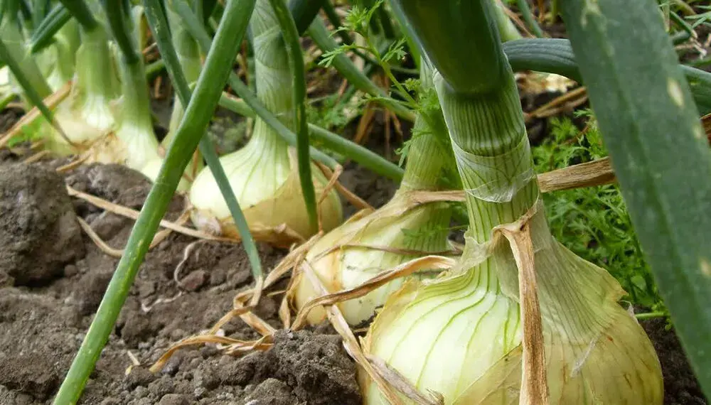 cuidado del cultivos cebolla