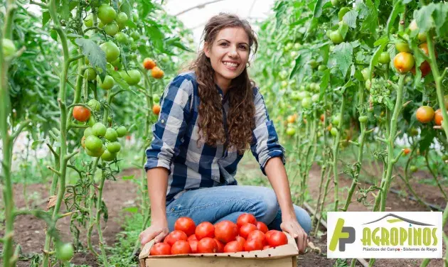 pequeño invernadero para cultivar tomates ó invernadero doméstico