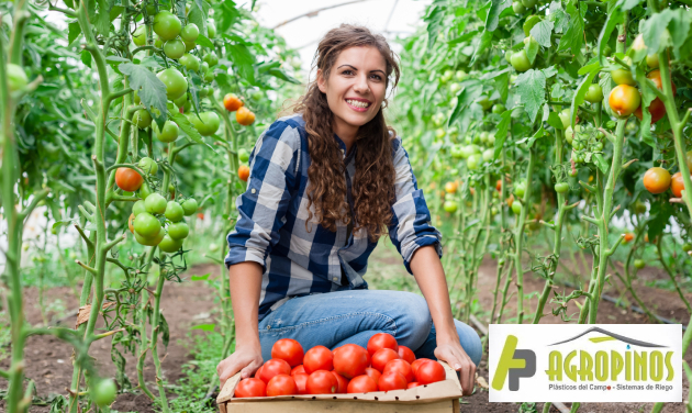 Cómo cultivar tomates en invernaderos Cultivo de tomates en invernaderos