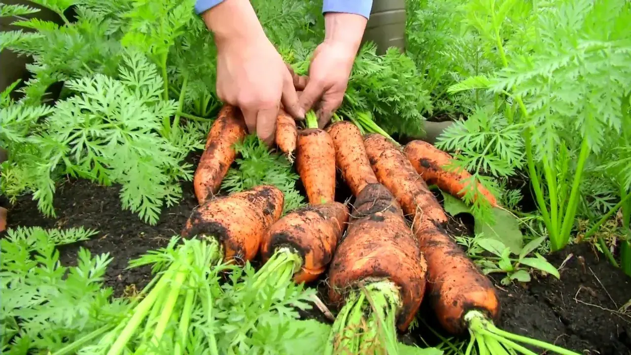 cuidado de cultivos zanahoria