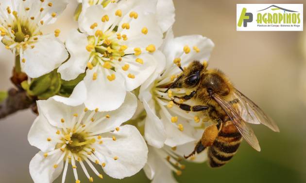 Importancia de las abejas en los cultivos