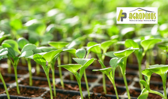 Las bandejas de germinación le permiten mantener el control de la cantidad de plantas que geminan.