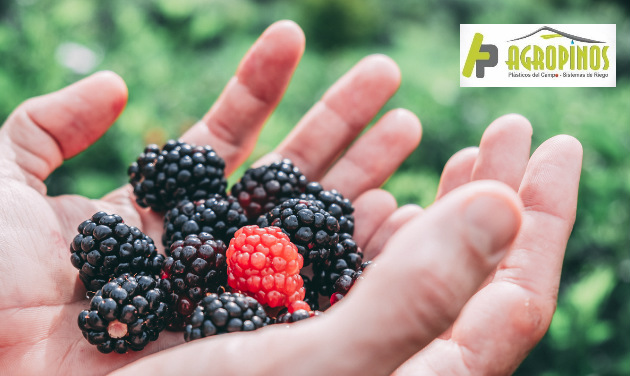 cultivos clima frío Cuide su cultivo en clima frio con estos productos | Agropinos