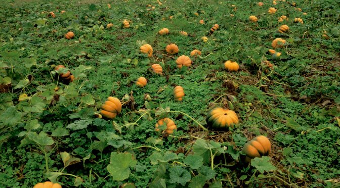 Calabazas