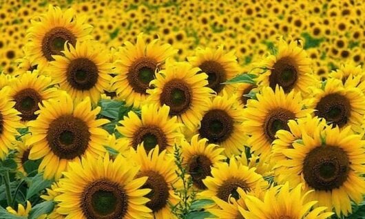 Girasoles