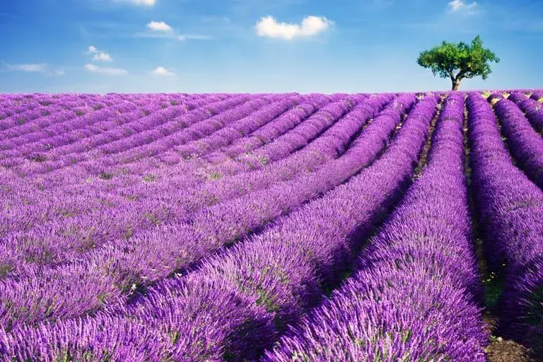 Lavanda