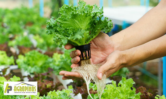 Los cultivos hidropónicos son una alternativa sostenible y mucho más eficiente a los métodos de cultivo tradicional.