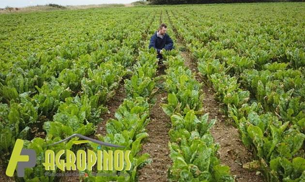 Agropinos lo aconseja para que tenga un buen cultivo