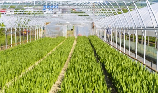 Elementos ideales para tu cultivo
