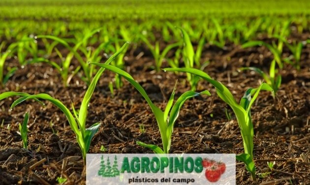 Cuide sus cultivos con estos productos | Agropinos