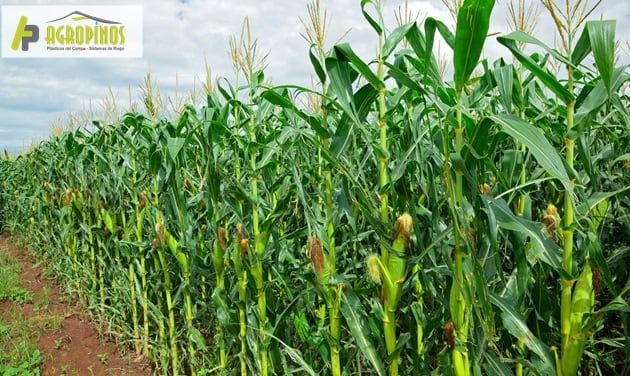 Proteja sus cultivos con los productos de Agropinos