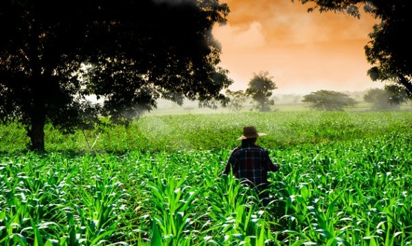 El cultivo de secano cuenta con ventajas únicas | Agropinos