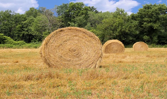 El cultivo de secano cuenta con ventajas únicas | Agropinos