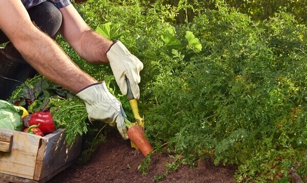 Conozca las soluciones integrales para el sector agrícola con Agropinos