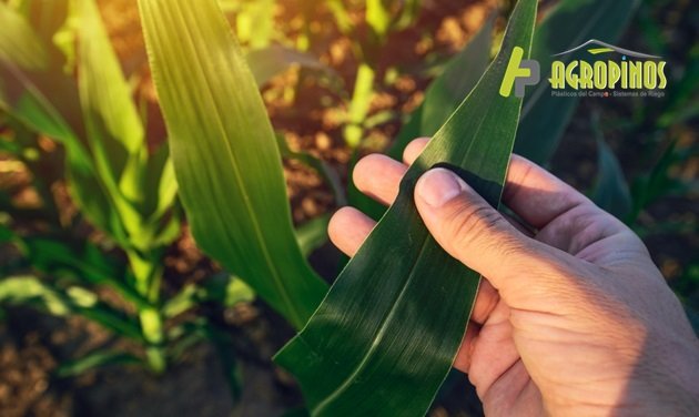 La agricultura orgánica y todos sus beneficios