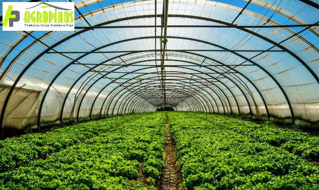 Desinfecte los suelos de su cultivo con Agropinos