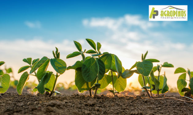 Identificar la falta de nutrientes en los cultivos será indispensable para garantizar productividad. 