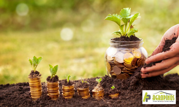 Planee presupuesto del ciclo productivo de su cultivo.