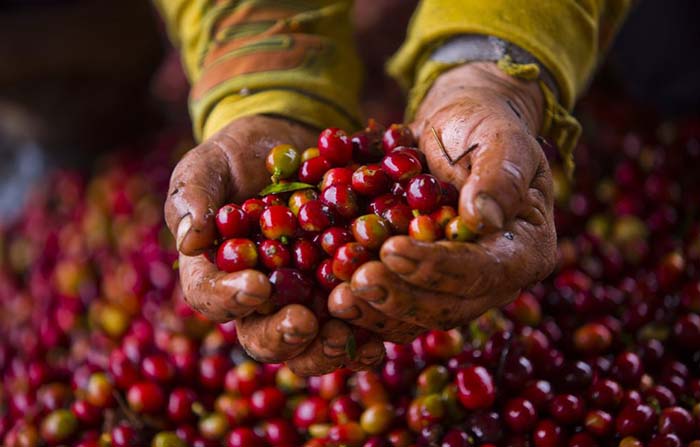 cultivo en Boyacá