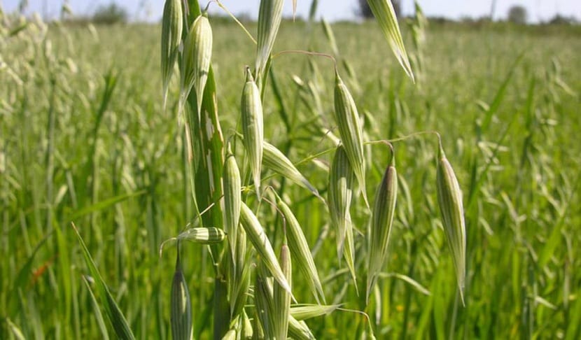 cultivo en Boyacá