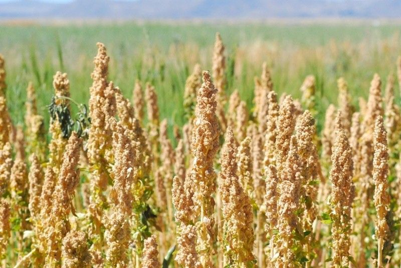 cultivo en Boyacá