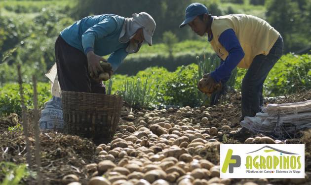 trabajo de cultivo en Boyacá