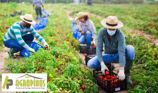 personas trabajando en el campo