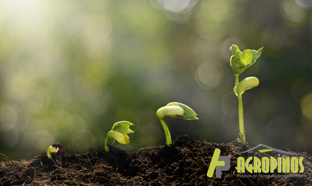 Planee presupuesto del ciclo productivo de su cultivo.