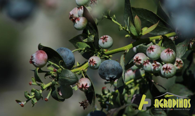 Cultivo de arándanos en invernadero siembra de arándanos