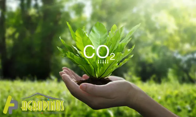 Efectos del dióxido de carbono en los invernaderos