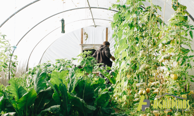 Agropinos le proporciona los insumos para su invernadero