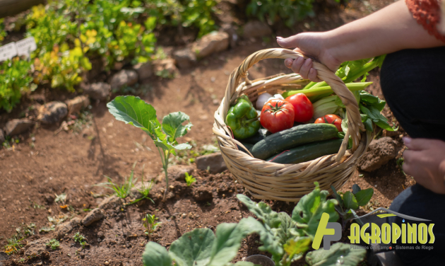 Beneficie su vida y su salud con un invernadero en su propiedad | Agropinos