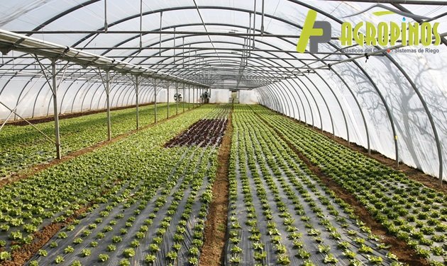 Los mejores plásticos para invernadero con Agropinos