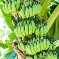 Claves para cultivar un buen banano